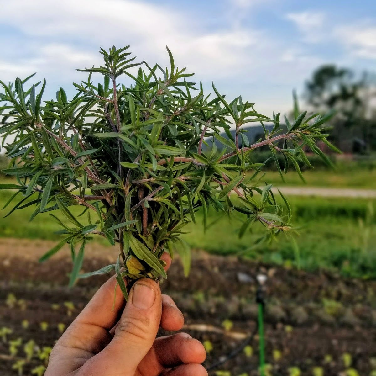 Vibrant Farm Summer Savory