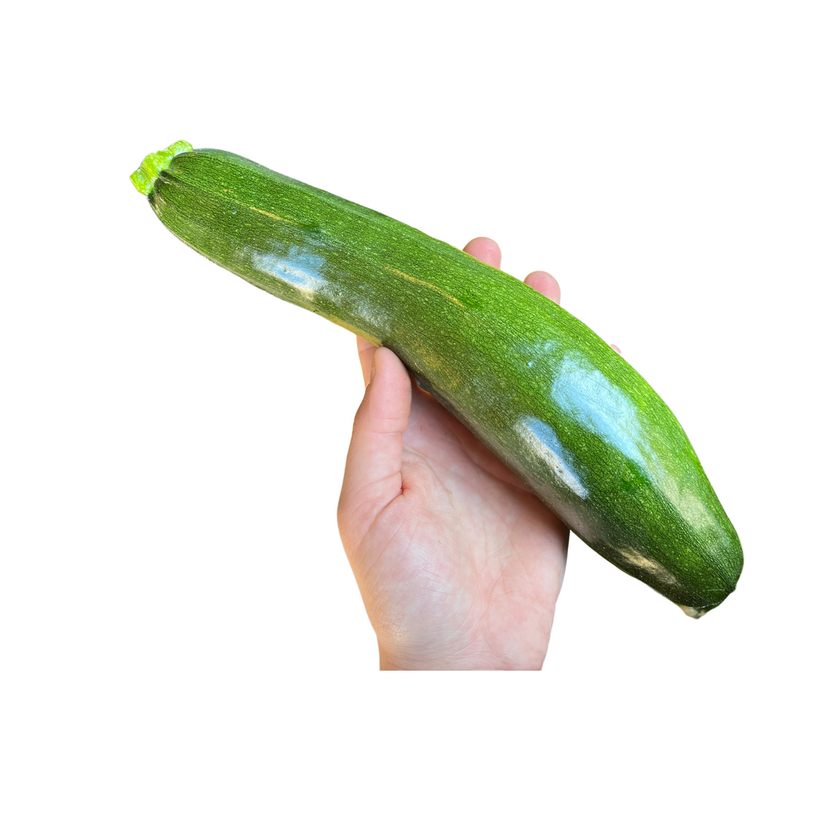 Summer Squash, Zucchini