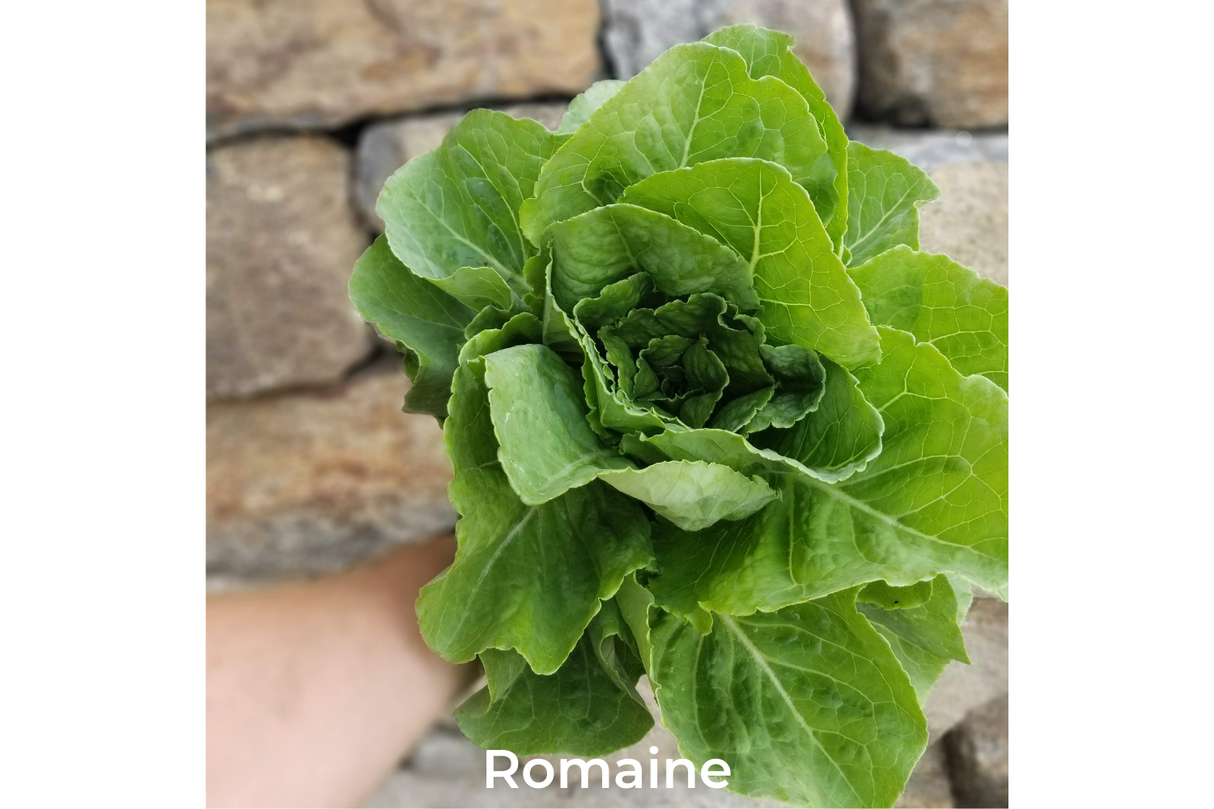 Lettuce, Mini Romaine
