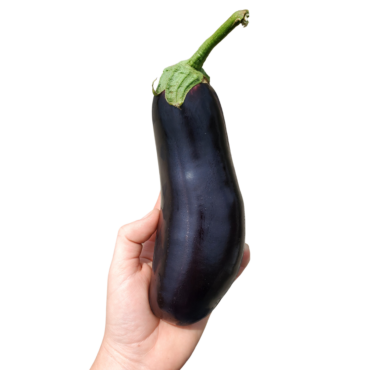 Eggplant