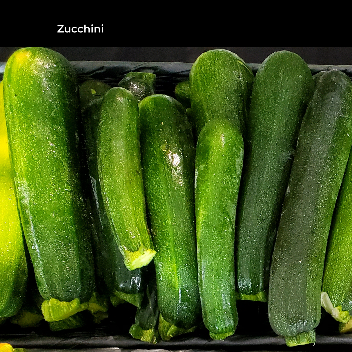 Summer Squash, Zucchini