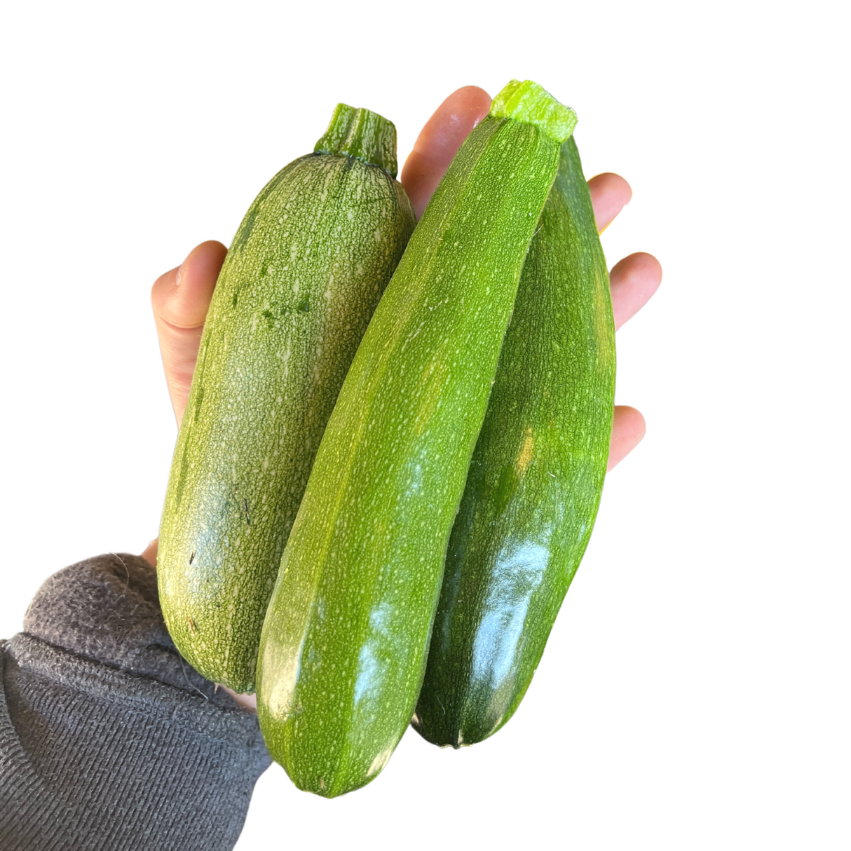Summer Squash, Zucchini