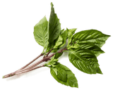 Basil