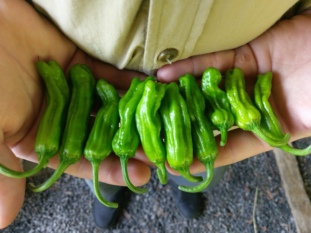 Peppers, Shishitos
