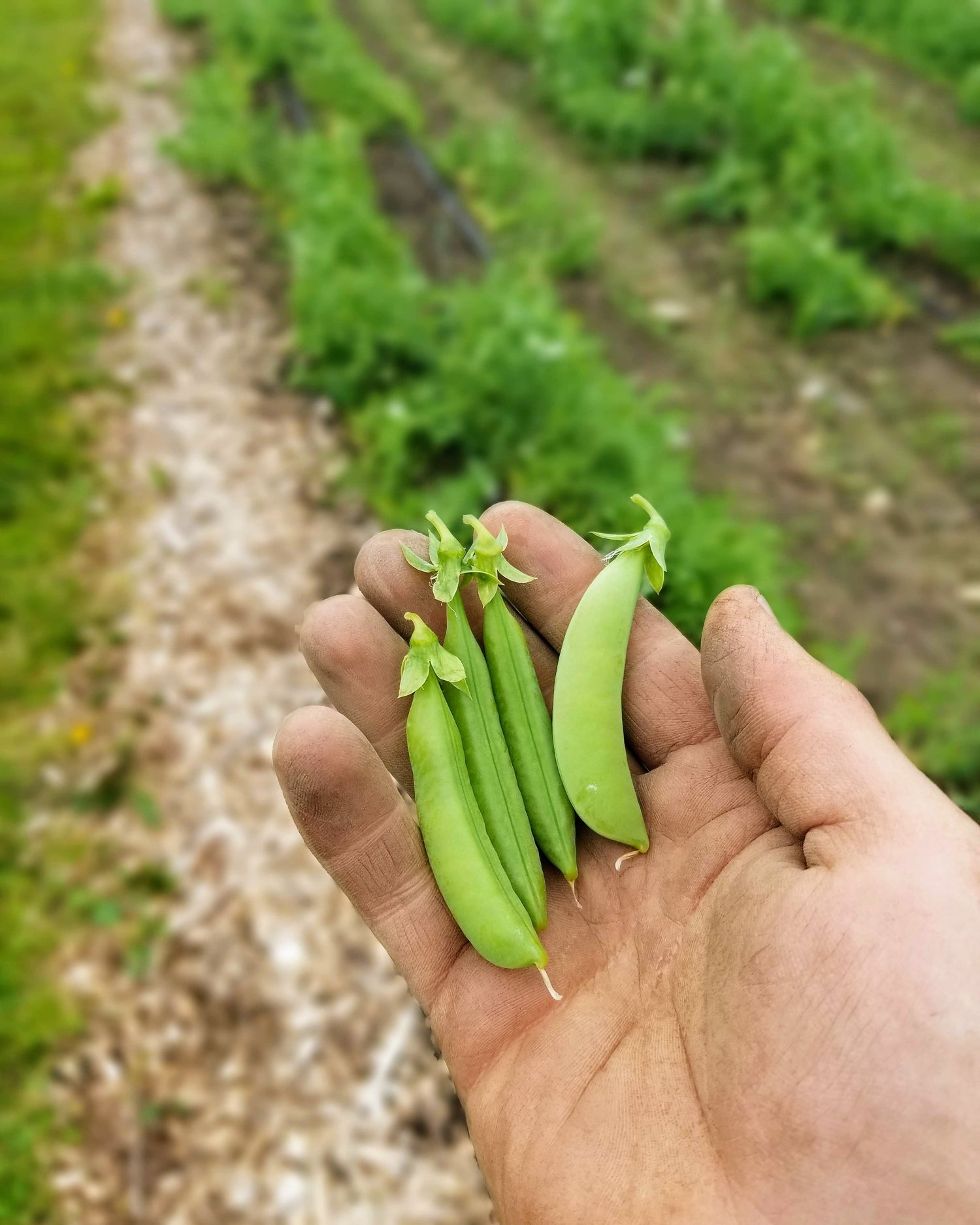 Peas, Sugar Snap
