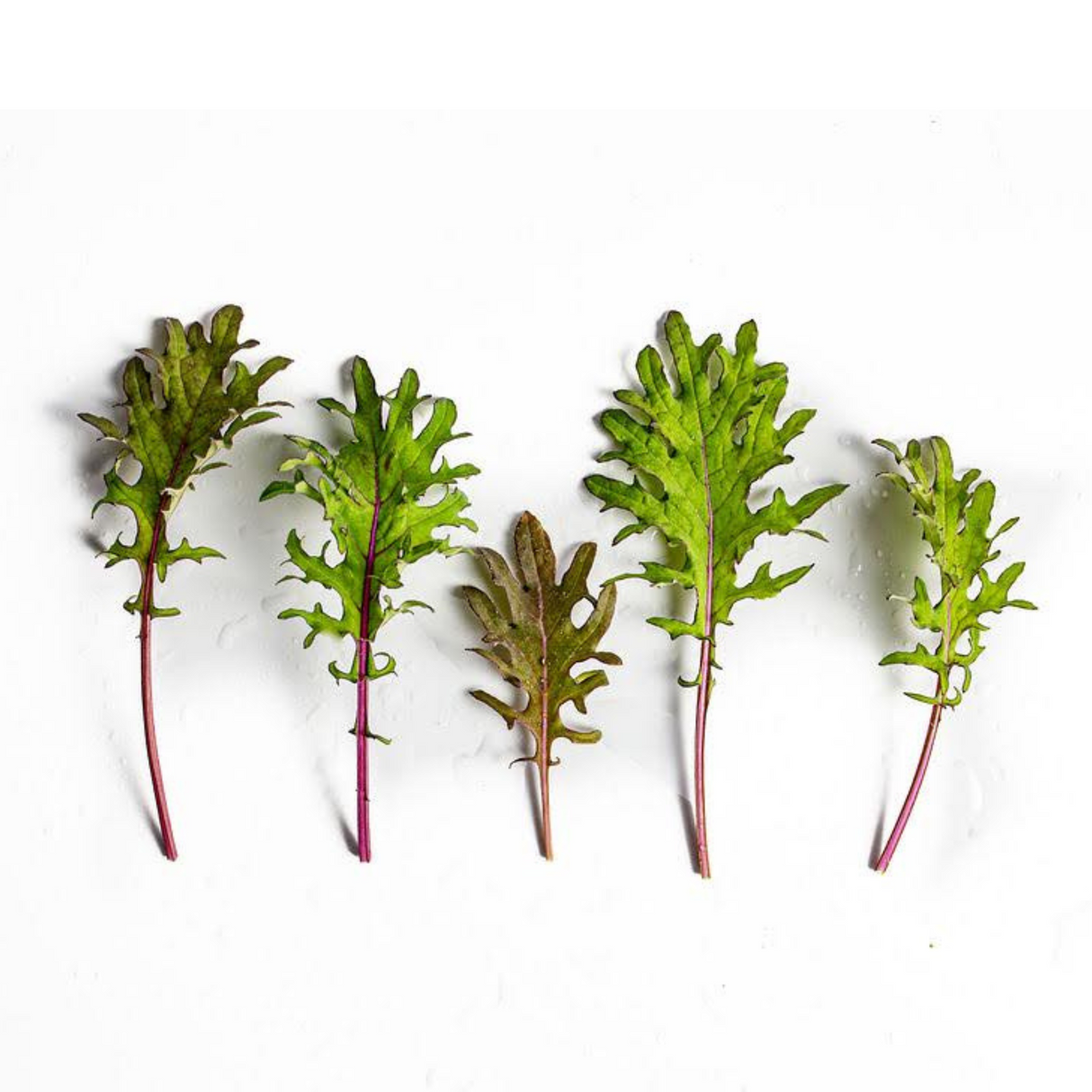 Kale, baby