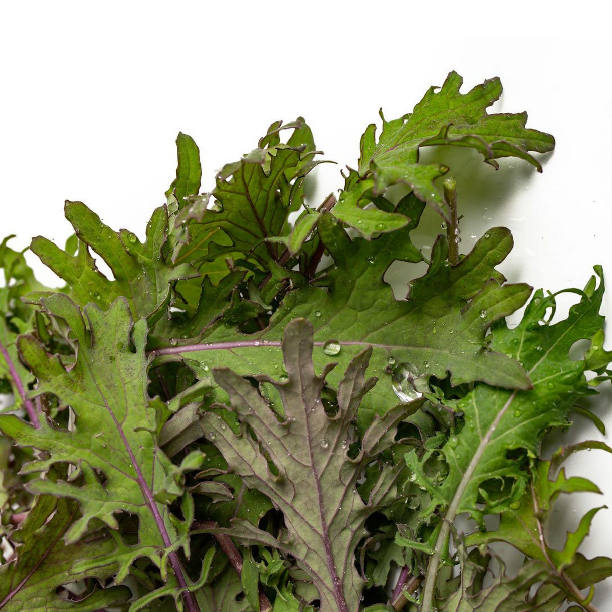 Kale, baby